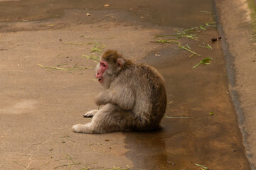 This cute little Japanese Macaque is sitting looking like a little kid. His face almost looks like he has a smile. The brown furry body helps him to blend in. His face is bare like a typical primate.