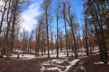 Autumn forest road leaves fall in ground landscape on autumnal background in November, Atmospheric autumn forest in fog. Yellow and orange leaves on trees in mountain forest snow in Africa, Algeria.