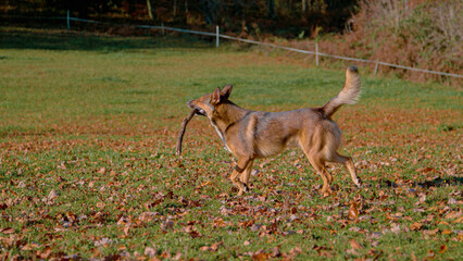 CLOSE UP: Adorable brown dog plays with a stick in the idyllic countryside on a sunny fall day. Cute shot of frisky mixed breed puppy fetches a stick while playing in the picturesque autumn nature.