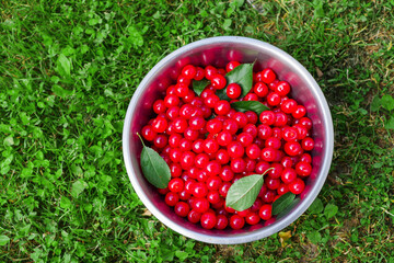 Ripe fresh cherry harvested from a tree in stainless steel bucket on green grass. Fine high quality organic product with rich color ready for consumption. Summer time vibe and mood.