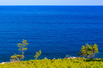 A beautiful blue ocean with two trees on the shore