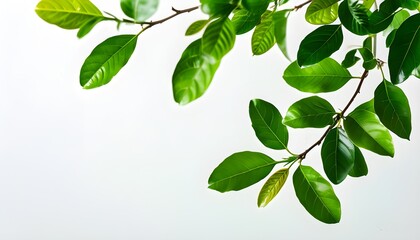 Wall Mural - Vibrant Green Foliage Against a White Background Highlighting Fresh Leaves and Natural Beauty