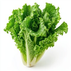 Wall Mural - In this high quality image, green lettuce is isolated on a white background