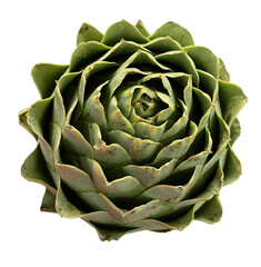 Large green artichoke, Vegetable