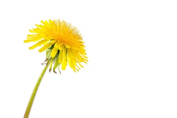 Dandelion Flower isolated on white background.