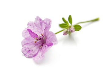 Dock Flower Flower isolated on white background.