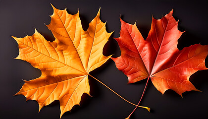 Maple leaves, yellow, red, orange, two, autumn leaves, fall, plant, season, black background, close-up, illustration, design