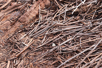 A close-up shot of a pile of dry twigs, branches, and decaying wood. The image showcases the natural textures of brittle, weathered wood in various shades of brown