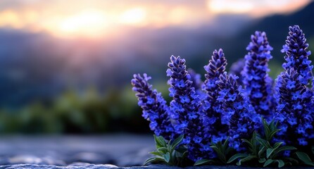 Canvas Print - Vibrant purple lavender flowers at sunset