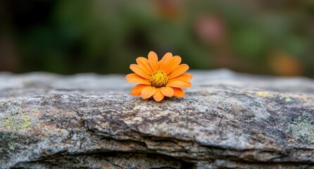 Wall Mural - Vibrant orange flower on rocky surface