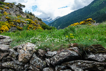 Fragile Pyrenean wildflowers and stone walls.  Andorra.