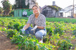 © JackF - Woman works on plantation and performs work on care and cultivation of edible crops, beans, peppers, peas. Subsidiary farm, mini farm, supply of greens from vegetables from manufacturer