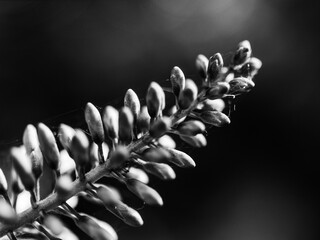 Wall Mural - Spring flower