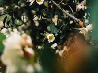 Sticker - Magnolia flower in the garden