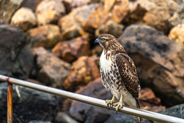 Close-up of Red-tailed Hawk (Buteo jamaicensis)