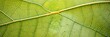 © Maksym - Close-up view of a green leaf displaying intricate veins and textures in bright natural light