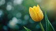 © Dara - Single yellow tulip with morning dew, adding a fresh and delicate touch.