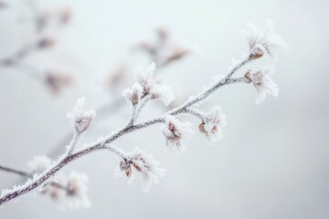 Canvas Print - A Close-Up of a Frosty Branch with Small Buds