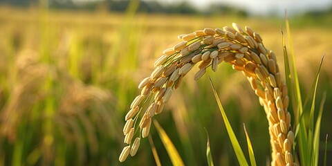 Sticker - field of wheat