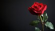 © Theeranan - A single red rose placed on a black background, emphasizing the contrast of color and texture.