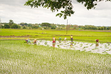 Women are working in agricultural land