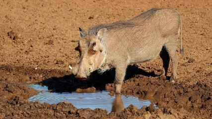 Sticker - A warthog (Phacochoerus africanus) drinking at a muddy waterhole, Mokala National Park, South Africa