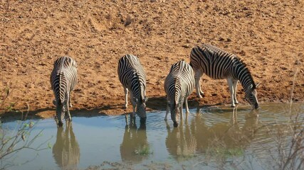 Wall Mural - plains zebras (equus burchelli) drinking water at a waterhole, kruger national park, south africa