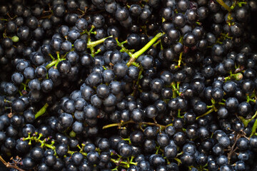 Lots of natural blue grapes. Berries and bunches of organic grapes.