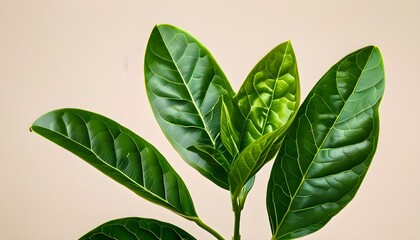 Wall Mural - Detailed close-up of rice grains and leaf isolated against a clean white background