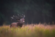 © Piotr Krzeslak - Deer male buck ( Cervus elaphus ) during rut