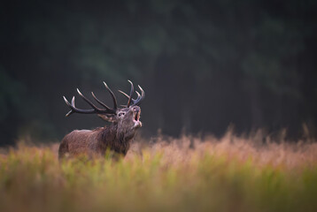 Deer male buck ( Cervus elaphus ) during rut