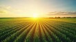 © Naknakhone - Vast fields of crops stretching out to the horizon under a clear sky.