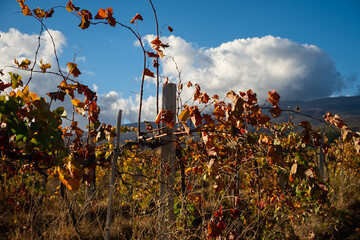 Vineyards autumn landscape. A colorful view of the autumn grape rows against the sky. The concept of golden autumn, warm days, and harvest. Growing grapes. Autumn red-orange natural background.