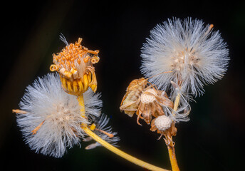 Artistic image of dandelion seeds and flower buds on a black background. Abstract macro.