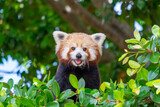 Red Panda looking straight at camera