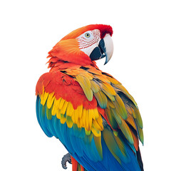 blue and yellow macaw ara