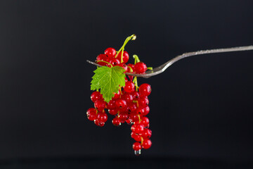 Wall Mural - twigs of ripe red currants, isolated on a black background