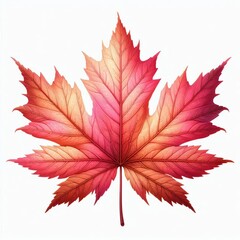 Wall Mural - pink maple autumn leaves isolated on white background