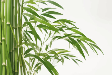  green reed bamboo illusreation