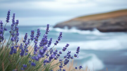 Lavender plants growing by a misty coast, with waves gently rolling in, creating a calm, moody atmosphere.