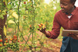 © FotoPush/peopleimages.com - Black man, tablet and tomato farmer check vegetables, organic food and monitor growth progress. Farming, plants and technology for quality inspection in nature for agriculture, production and smile