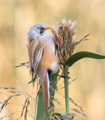 Bearded reedling, Panurus biarmicus. In the early morning, a male bird sits on a reed stalk