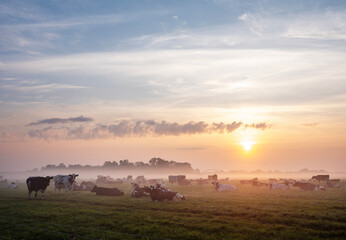 herd of cows in misty meadow during colorful sunrise in the netherlands