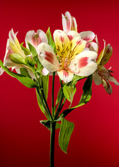 Wall Mural - Blooming white-pink Alstroemeria Rebecca on a red background