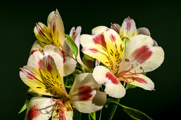 Wall Mural - Blooming white-pink Alstroemeria Rebecca on a green background