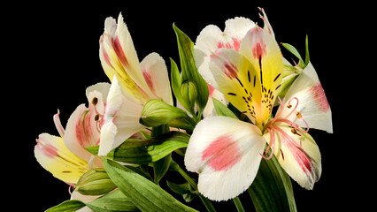 Wall Mural - Blooming white-pink Alstroemeria Rebecca on a black background