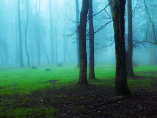 Moody forest in thick fog in the morning. Gloomy woods in blue tones. Bare trees, mysterious landscape.