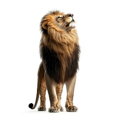 Wall Mural - a lion (portrait, standing), animal bundle isolated on a white background