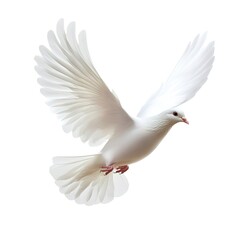 Wall Mural - A free flying white dove isolated on a white background 