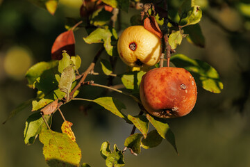 Rotten spoiled apples on branches of apple trees on a sunny day.